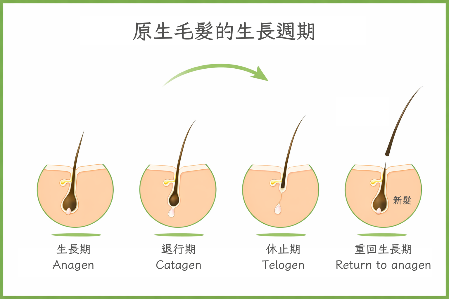 圖：原生毛髮的生長週期