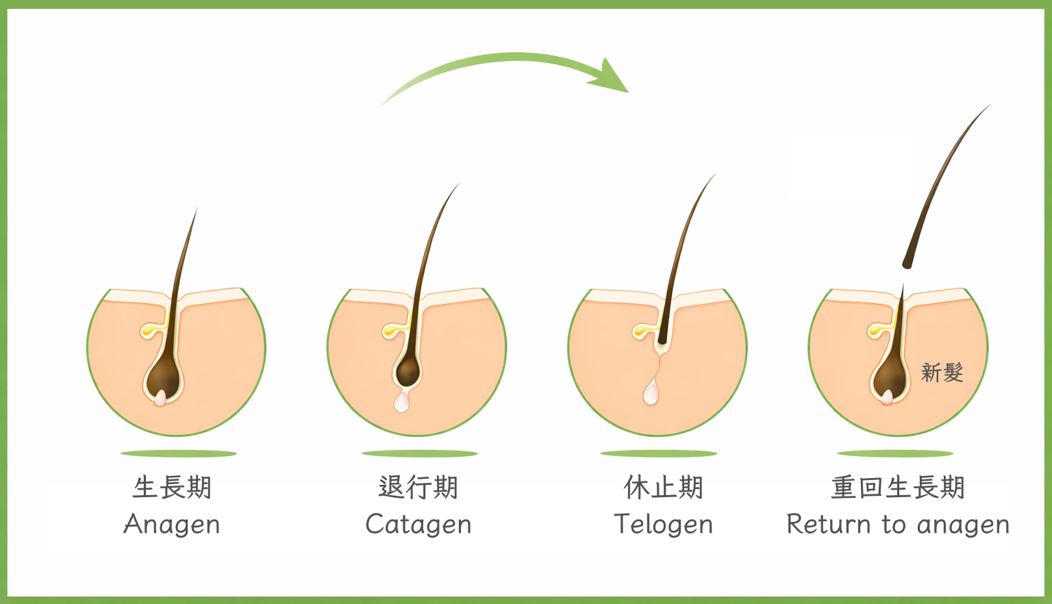圖：毛囊的生長週期