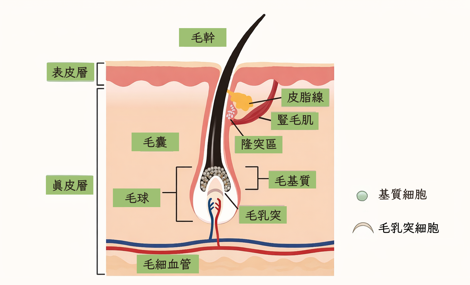 圖：毛囊組織圖
