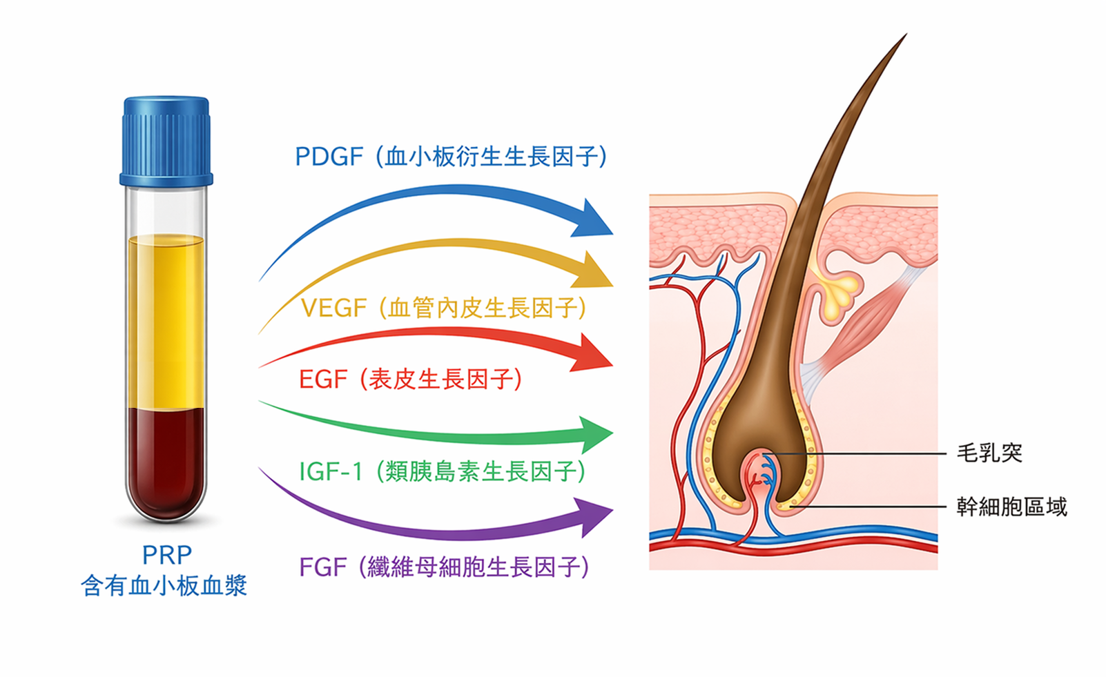 圖：PRP-作用機制示意圖