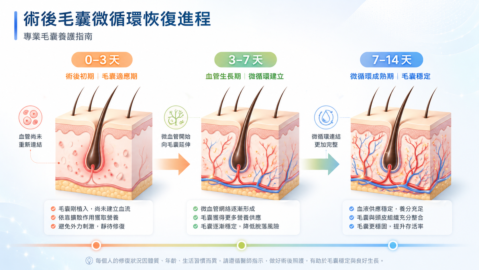 圖：術後毛囊微循環恢復進程示意圖