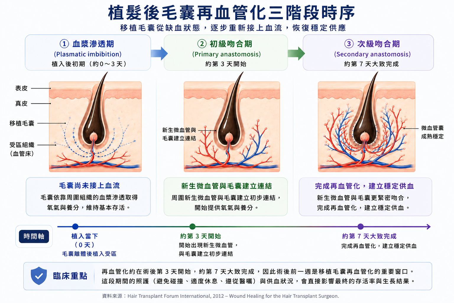 圖：植髮後毛囊再血管化三階段時序流程圖