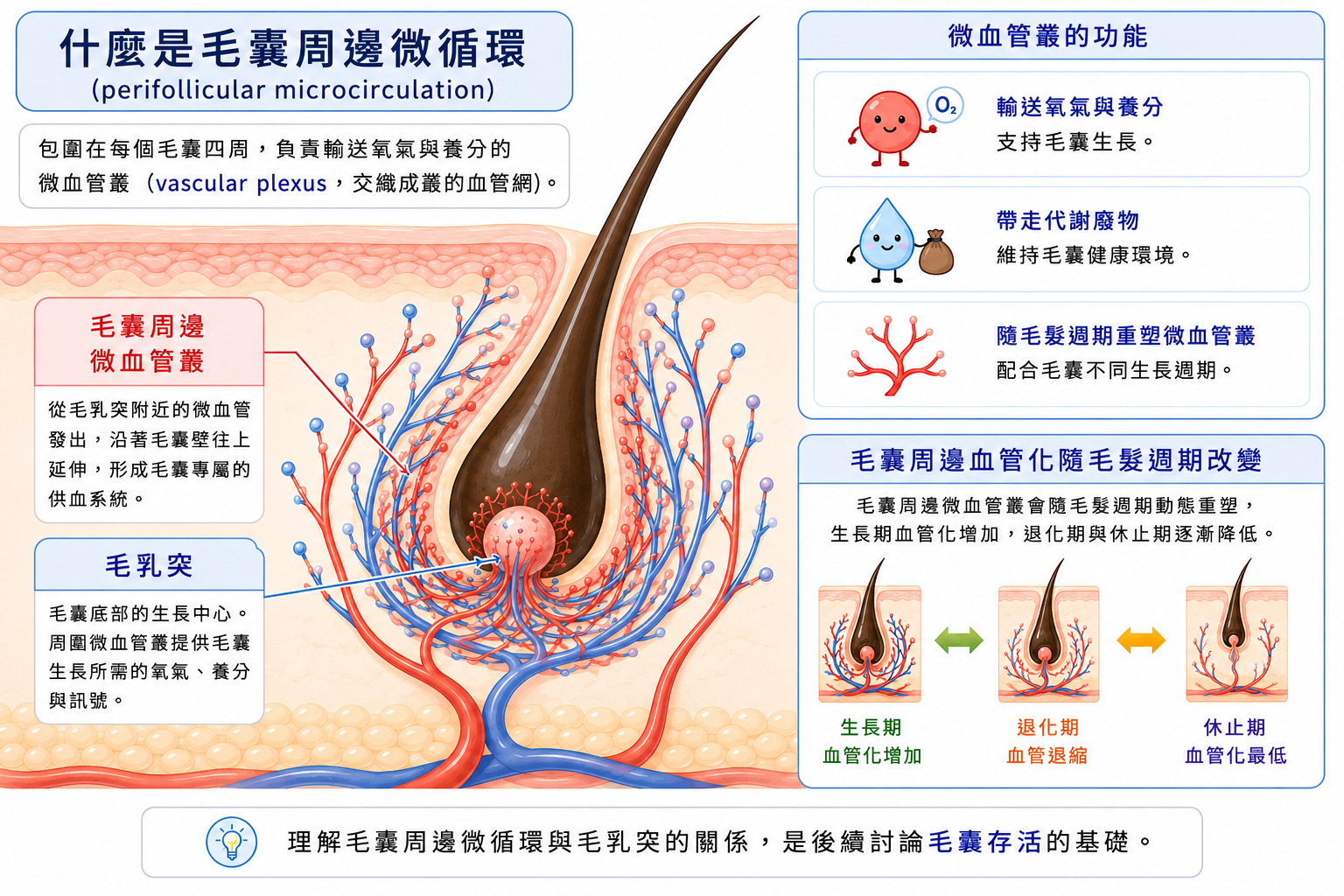 圖：毛囊周邊微循環示意圖