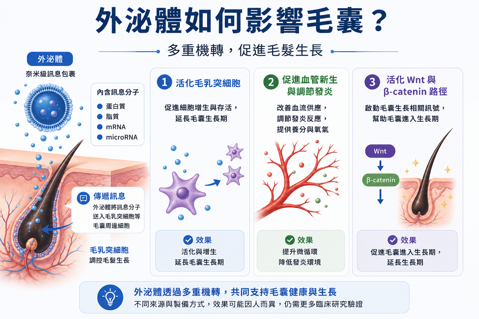圖：外泌體如何影響毛囊示意圖