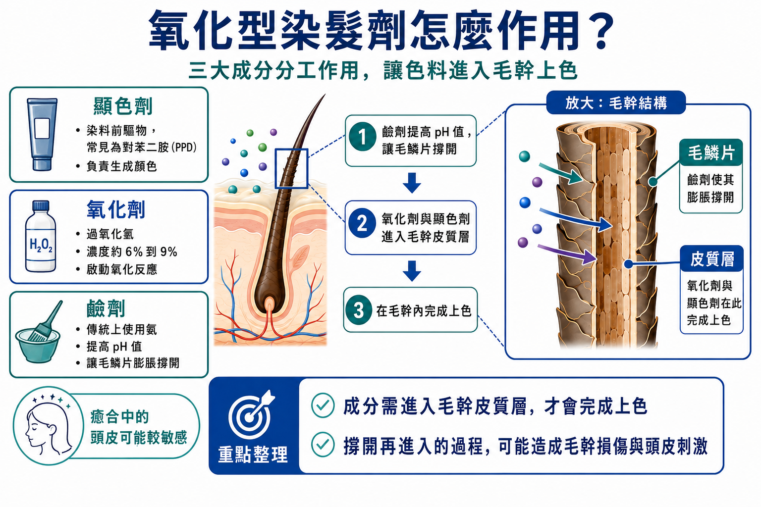 圖：氧化型染劑三大成分與作用示意圖